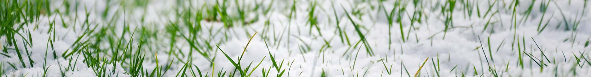 Dormant Boise Lawn 